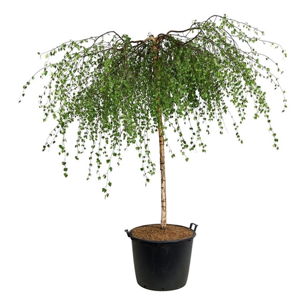 <h4>Betula p. 'Youngii'</h4>