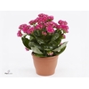 Kalanchoe blos. 'Serenity Pink'