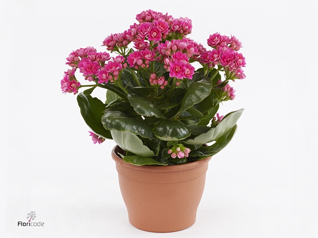 Kalanchoe blos. 'Serenity Pink'