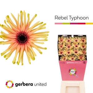 Gerbera diamond rebel typhoon