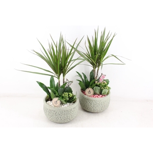 arr2 PL - Ker. barok dracena - roze/wit