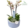 PH004 Stella Blue