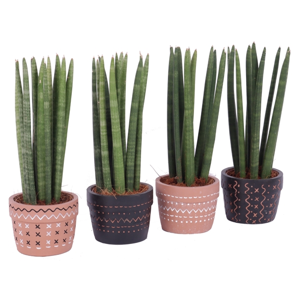 <h4>Sansevieria 10,5 cm cylindrica spike in adrinka pot</h4>