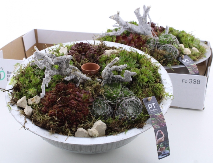 <h4>ARR SEMPERVIVUM</h4>