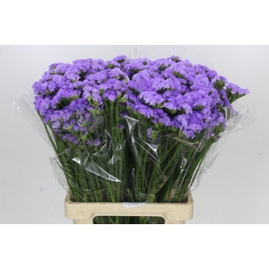 Limonium Statice Donau Birds