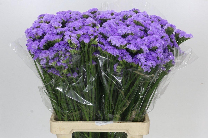 <h4>Limonium sinuatum Donau Birds</h4>