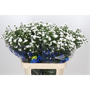 Aster Pretty Wendy