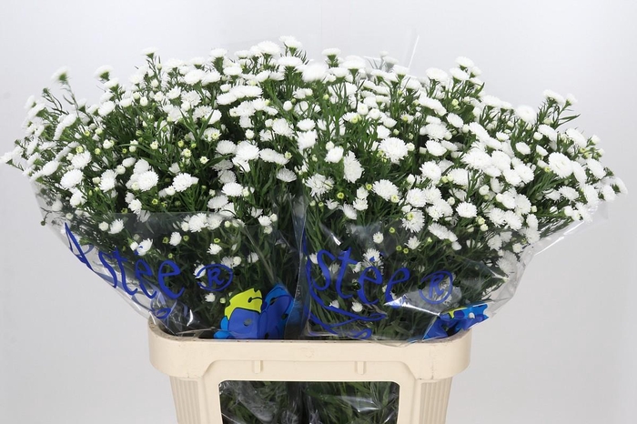 <h4>Aster Pretty Wendy</h4>