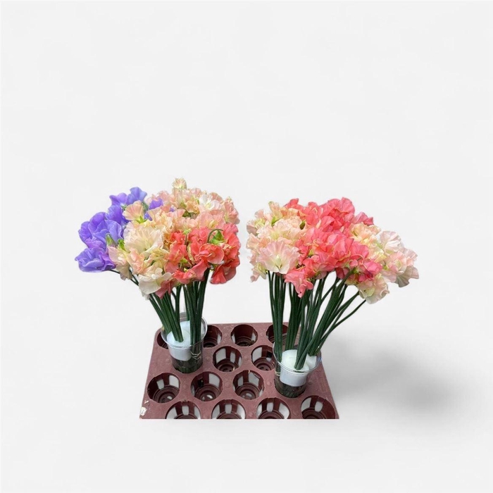 <h4>Lathyr Odoratus Gem</h4>