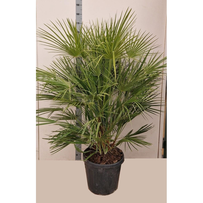 <h4>CHAMAEROPS HUMILIS</h4>