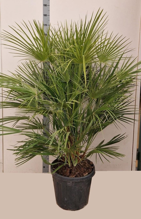 <h4>CHAMAEROPS HUMILIS</h4>