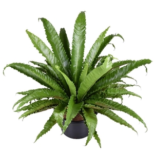 Asplenium Ant Osaka