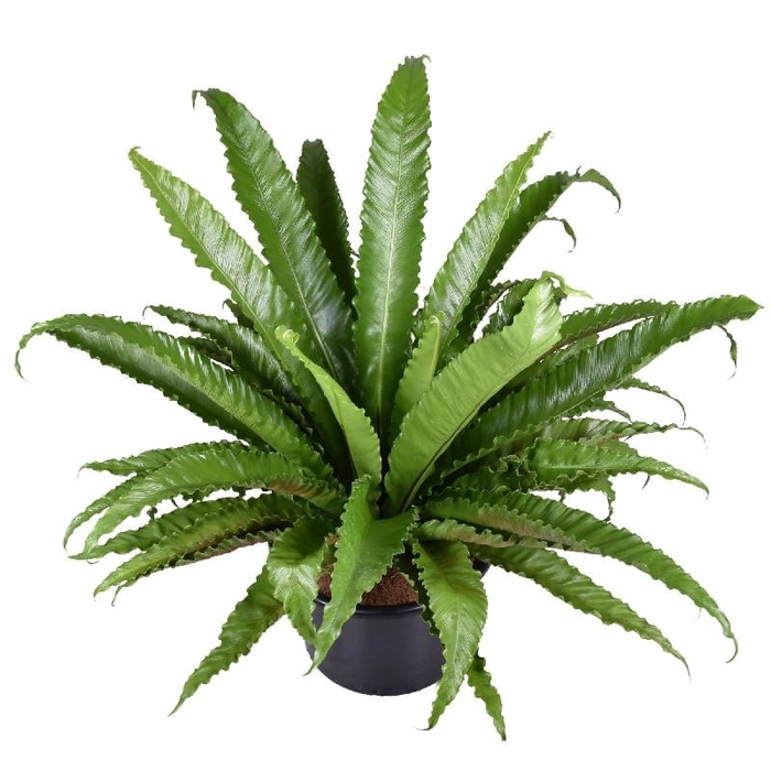 <h4>Asplenium Ant Osaka</h4>
