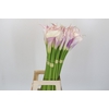 Zantedeschia Eydolls Purple White