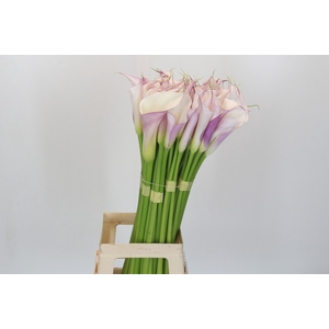 Zantedeschia Eydolls Purple White