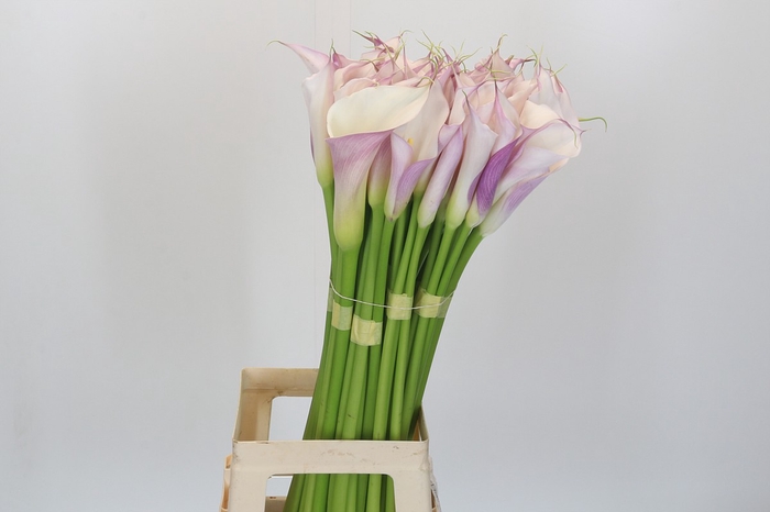 <h4>Zantedeschia Eydolls Purple White</h4>
