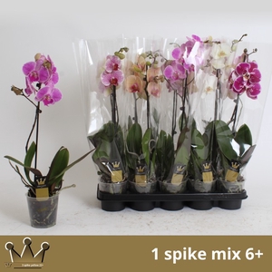 PHAL GEM 7 KL