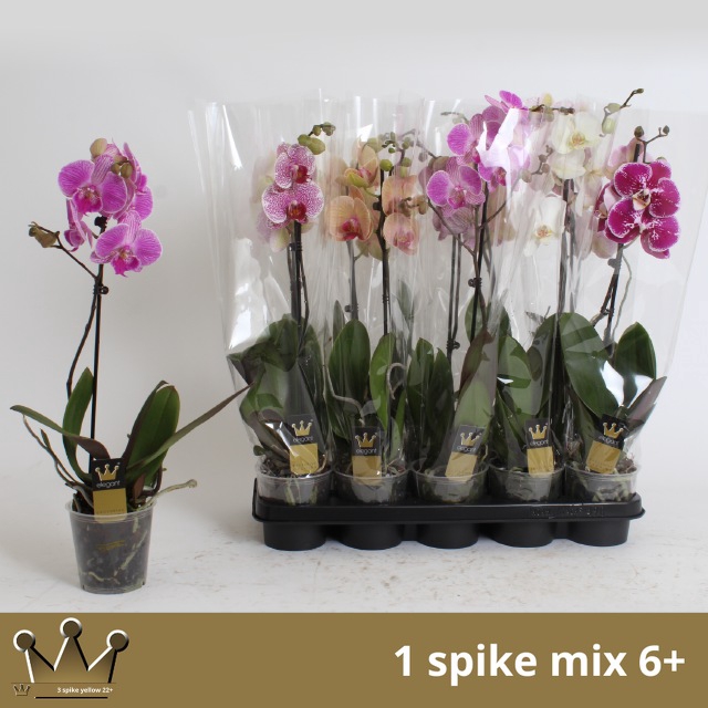 <h4>PHAL GEM 7 KL</h4>