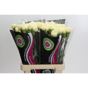 Dianthus St Apple Tea