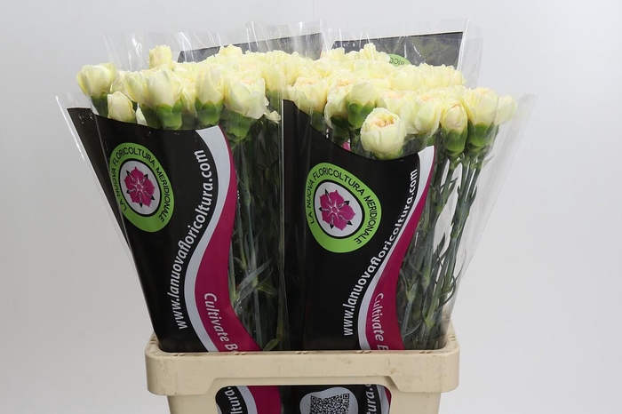 Dianthus St Apple Tea