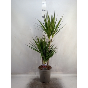 Dracaena marg.