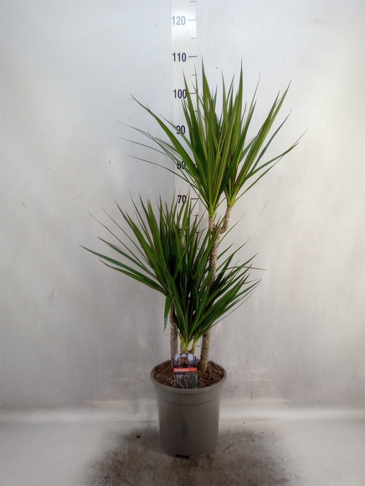 Dracaena marg.