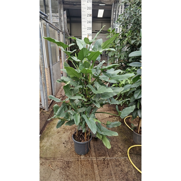 <h4>Philodendron Hastatum XXL nr1</h4>