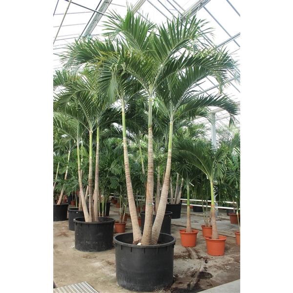 <h4>Veitchia merrillii 3pp</h4>