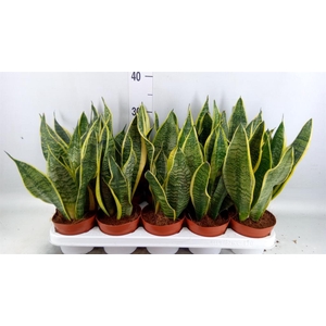 Sansevieria trifa. 'Futura Superba'