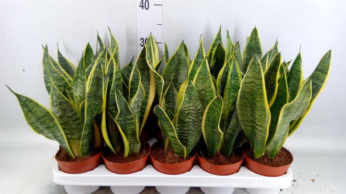 <h4>Sansevieria trifa. 'Futura Superba'</h4>