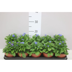 Myosotis Syl Laura Deep Blue