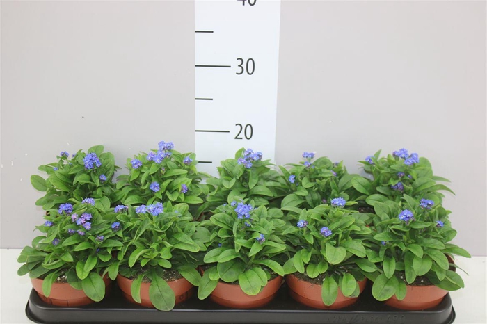 <h4>Myosotis Syl Laura Deep Blue</h4>