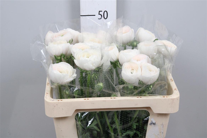 <h4>Ran Clooney Hanoi</h4>