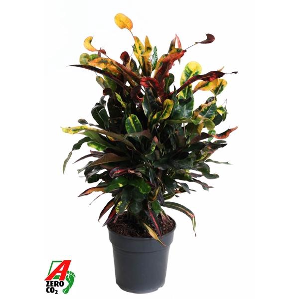<h4>Codiaeum variegatum grootbladig 'Mammi'</h4>