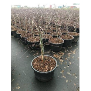 Acer palmatum 'Inaba-shidare' P38 Full CC