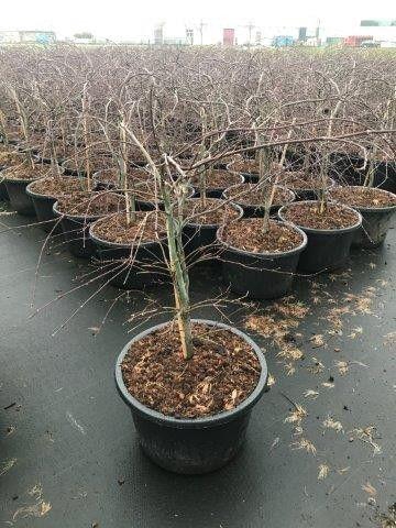 <h4>Acer palmatum 'Inaba-shidare' P38 Full CC</h4>