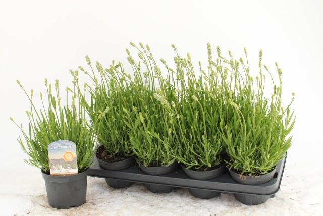 <h4>LAVAN AN AROMA WHITE</h4>