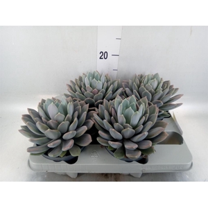 Pachyphytum  'Draco'