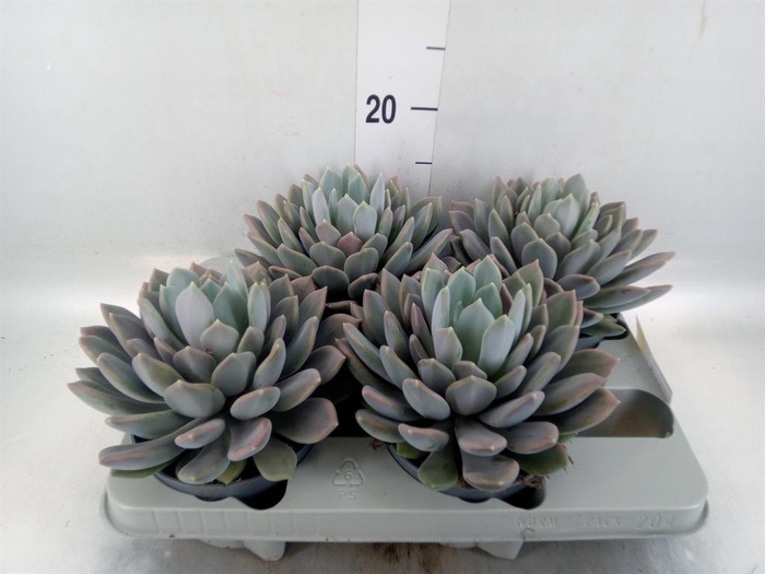 <h4>Pachyphytum  'Draco'</h4>
