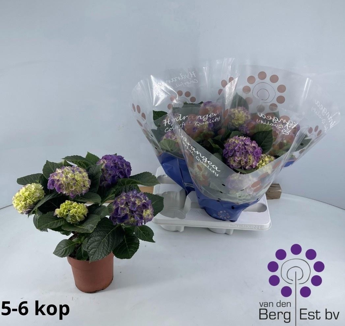 <h4>HYDR M HI OCEAN</h4>