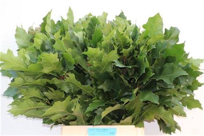 Quercus Rubra