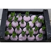 Wax Hyacinth Snow Baby Roze