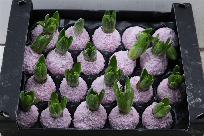 Wax Hyacinth Snow Baby Roze
