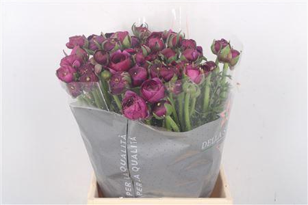 <h4>Ran El Violet</h4>