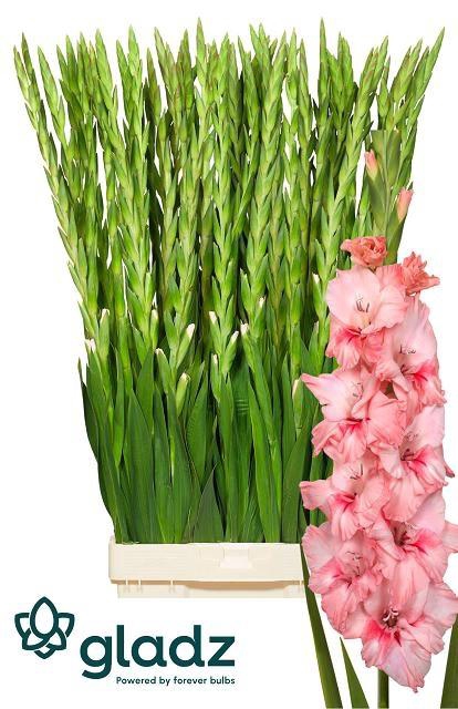 <h4>Gladiolus Adrenalin</h4>