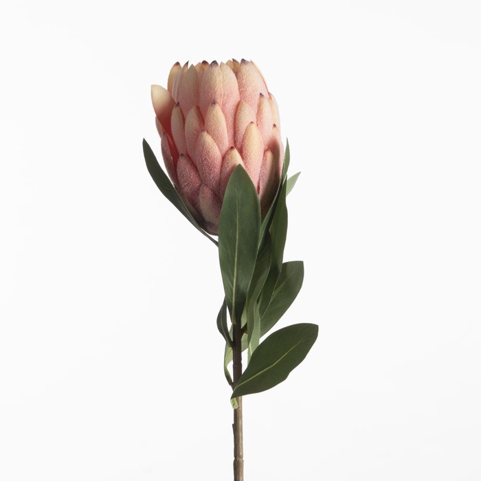 <h4>Af Protea L66cm Pink</h4>