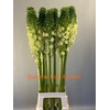 EUCOMIS P-E GOLIATH