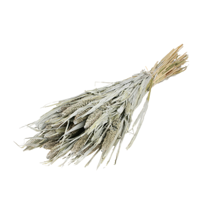 Setarea Italica Grey Misty