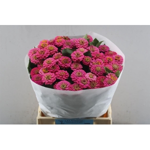 Zinnia Lill Rose