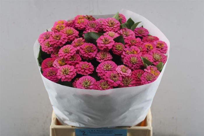 <h4>Zinnia Lill Rose</h4>